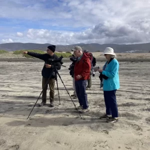 birdwatching at the beach