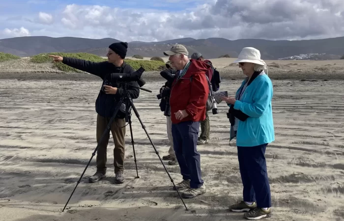 birdwatching at the beach