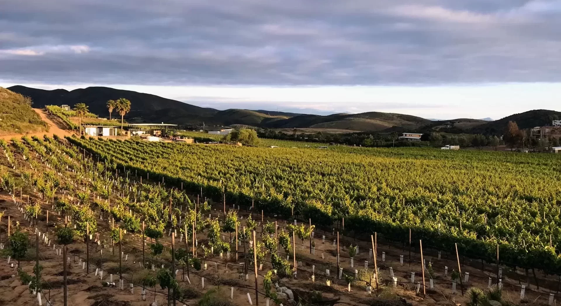 sunset with vine yards