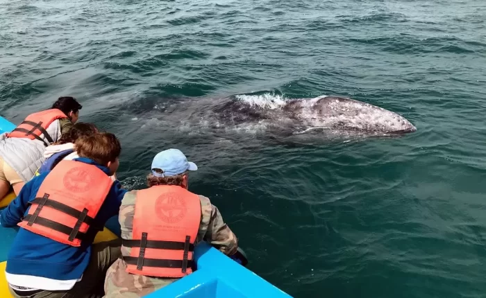 reaching out to pet a whale