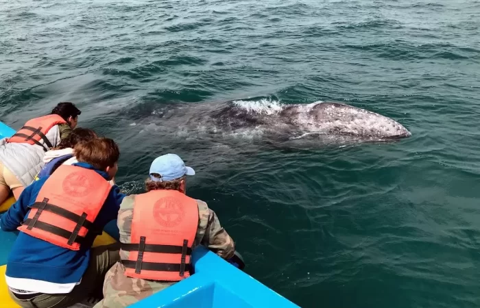 reaching out to pet a whale