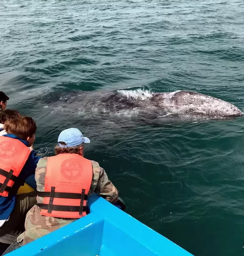 reaching out to pet a whale